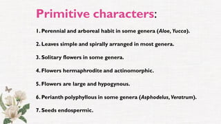 Primitive characters:
1. Perennial and arboreal habit in some genera (Aloe, Yucca).
2. Leaves simple and spirally arranged in most genera.
3. Solitary flowers in some genera.
4. Flowers hermaphrodite and actinomorphic.
5. Flowers are large and hypogynous.
6. Perianth polyphyllous in some genera (Asphodelus, Veratrum).
7. Seeds endospermic.
 