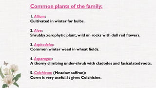 Common plants of the family:
1. Allium:
Cultivated in winter for bulbs.
2. Aloe:
Shrubby xerophytic plant, wild on rocks with dull red flowers.
3. Asphodelus:
Common winter weed in wheat fields.
4. Asparagus:
A thorny climbing under-shrub with cladodes and fasiculated roots.
5. Colchicum (Meadow saffron):
Corm is very useful.It gives Colchicine.
 