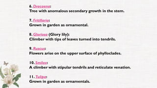 6. Dracaena:
Tree with anomalous secondary growth in the stem.
7. Fritillaria:
Grown in garden as ornamental.
8. Gloriosa (Glory lily):
Climber with tips of leaves turned into tendrils.
9. Ruscus:
Flowers arise on the upper surface of phylloclades.
10. Smilax:
A climber with stipular tendrils and reticulate venation.
11. Tulipa:
Grown in garden as ornamentals.
 