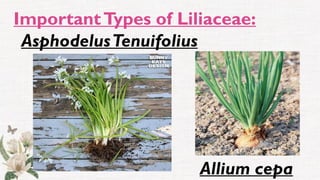 ImportantTypes of Liliaceae:
AsphodelusTenuifolius
Allium cepa
 