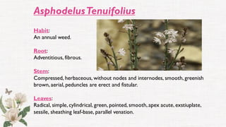 AsphodelusTenuifolius
Habit:
An annual weed.
Root:
Adventitious, fibrous.
Stem:
Compressed, herbaceous, without nodes and internodes, smooth, greenish
brown, aerial, peduncles are erect and fistular.
Leaves:
Radical, simple, cylindrical, green, pointed, smooth, apex acute, exstiuplate,
sessile, sheathing leaf-base, parallel venation.
 
