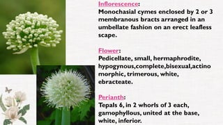 Inflorescence:
Monochasial cymes enclosed by 2 or 3
membranous bracts arranged in an
umbellate fashion on an erect leafless
scape.
Flower:
Pedicellate, small, hermaphrodite,
hypogynous,complete,bisexual,actino
morphic, trimerous, white,
ebracteate.
Perianth:
Tepals 6, in 2 whorls of 3 each,
gamophyllous, united at the base,
white, inferior.
 