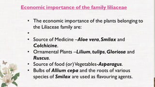 Economic importance of the family liliaceae
• The economic importance of the plants belonging to
the Liliaceae family are:
•
• Source of Medicine –Aloe vera,Smilax and
Colchicine.
• Ornamental Plants –Lilium, tulips, Gloriosa and
Ruscus.
• Source of food (or)Vegetables-Asparagus.
• Bulbs of Allium cepa and the roots of various
species of Smilax are used as flavouring agents.
 