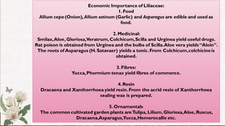 Economic Importance of Liliaceae:
1.Food
Allium cepa (Onion),Allium sativum (Garlic) and Asparagus are edible and used as
food.
2.Medicinal:
Smilax,Aloe,Gloriosa,Veratrum,Colchicum,Scilla and Urginea yield useful drugs.
Rat poison is obtained from Urginea and the bulbs of Scilla.Aloe vera yields“Aloin”.
The roots of Asparagus (H.Satavaer) yields a tonic.From Colchicum,colchicine is
obtained.
3.Fibres:
Yucca,Phormium tenax yield fibres of commerce.
4.Resin
Dracaena and Xanthorrhoea yield resin.From the acrid resin of Xanthorrhoea
sealing wax is prepared.
5.Ornamentals
The common cultivated garden plants areTulipa, Lilium,Gloriosa,Aloe,Ruscus,
Dracaena,Asparagus,Yucca,Hemerocallis etc.
 