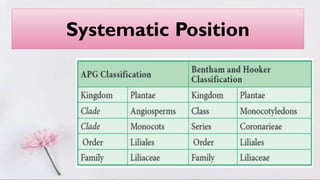 Systematic Position
 
