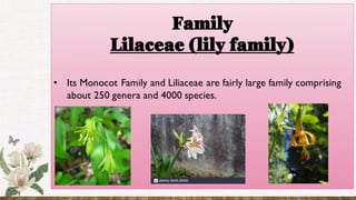 Family
Lilaceae (lily family)
• Its Monocot Family and Liliaceae are fairly large family comprising
about 250 genera and 4000 species.
 