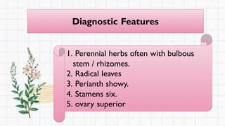 Diagnostic Features
1. Perennial herbs often with bulbous
stem / rhizomes.
2. Radical leaves
3. Perianth showy.
4. Stamens six.
5. ovary superior
 
