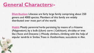 General Characters:-
Distribution: Liliaceae are fairly large family comprising about 250
genera and 4000 species. Members of this family are widely
distributed over most part of the world.
Habit: Mostly perennial herbs persisting by means of a rhizome
(Polygonatum), by a bulb (Lilium) corm ( Colchicum), shrubby or tree
like (Yucca and Dracaena ).Woody climbers, climbing with the help of
stipular tendrils in Smilax.Trees in Xanthorrhoea, succulents in Aloe.
 