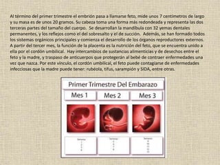 Al término del primer trimestre el embrión pasa a llamarse feto, mide unos 7 centímetros de largo
y su masa es de unos 20 gramos. Su cabeza toma una forma más redondeada y representa las dos
terceras partes del tamaño del cuerpo. Se desarrollan la mandíbula con 32 yemas dentales
permanentes, y los reflejos como el del sobresalto y el de succión. Además, se han formado todos
los sistemas orgánicos principales y comienza el desarrollo de los órganos reproductores externos.
A partir del tercer mes, la función de la placenta es la nutrición del feto, que se encuentra unido a
ella por el cordón umbilical. Hay intercambios de sustancias alimenticias y de desechos entre el
feto y la madre, y traspaso de anticuerpos que protegerán al bebé de contraer enfermedades una
vez que nazca. Por este vínculo, el cordón umbilical, el feto puede contagiarse de enfermedades
infecciosas que la madre puede tener: rubéola, tifus, sarampión y SIDA, entre otras.
 