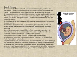 Segundo Trimestre.
El crecimiento del feto, que ha sido sorprendentemente rápido, continúa más
lentamente. Las piernas y brazos alcanzan una longitud proporcional al resto del
cuerpo y su movimiento se hace tan evidente que la madre puede percibirlo.
El feto de cuatro meses mide unos 18 centímetros y pesa alrededor de 200 gramos.
A los cinco meses, su cuerpo se recubre de una pelusa llamada lanugo, posee
cabello y su corazón late vigorosamente a una frecuencia promedio de unos 140
latidos por minuto.
El médico puede percibir la actividad del corazón al auscultar con un estetoscopio
desde el exterior.
El feto de seis meses mide unos 33 centímetros y pesa alrededor de unos 670
gramos. Su piel es roja y arrugada y la cara está ya completamente formada y
expresiva.
Los reflejos se presentan más decididos y el feto es capaz de responder a los
estímulos del medio: se muestra sensible a los ruidos y puede responder con
“pataditas” ante los más intensos y fuertes que le molestan.
En el intestino permanece el meconio, masa verde y pastosa formada
principalmente por células muertas y bilis; éste se mantendrá en dicha cavidad
hasta después de su nacimiento.
Los primeros meses del embarazo son los más críticos para el niño en desarrollo, ya
que durante este periodo se forman su cerebro, brazos, piernas y órganos internos.
Es por esta razón que una mujer embarazada debería tener especial cuidado antes
de tomar ningún tipo de medicación si no es aconsejada por un médico que conoce
su estado. También debería evitar los rayos X y el consumo de cigarrillo y alcohol.
 