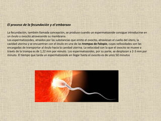 El proceso de la fecundación y el embarazo
La fecundación, también llamada concepción, se produce cuando un espermatozoide consigue introducirse en
un óvulo u ovocito atravesando su membrana.
Los espermatozoides, atraídos por las substancias que emite el ovocito, atraviesan el cuello del útero, la
cavidad uterina y se encuentran con el óvulo en una de las trompas de Falopio, cuyas vellosidades son las
encargadas de transportar al óvulo hacia la cavidad uterina. La velocidad con la que el ovocito se mueve a
través de la trompa es de 1,22 mm por minuto. Los espermatozoides, por su parte, se desplazan a 2-3 mm por
minuto. El tiempo que tarda un espermatozoide en llegar hasta el ovocito es de unos 50 minutos
 