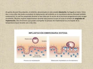 Al quinto día post fecundación, el embrión, denominado en este estadio blastocito, ha llegado al útero. Entre
dos ó cinco días más tarde se produce la implantación del embrión en la membrana uterina (llamada también
endometrio), la cual fue preparada durante la fase lútea por la acción de la hormona progesterona para acoger
al embrión. Muchas mujeres experimentan durante este proceso lo que se le da el nombre de sangrados de
implantación. Otro fenómeno que puede acompañar el proceso de implantación es una bajada de la
temperatura basal durante uno o dos días.
 