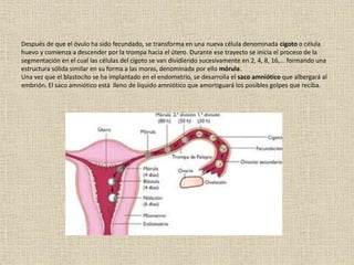 Después de que el óvulo ha sido fecundado, se transforma en una nueva célula denominada cigoto o célula
huevo y comienza a descender por la trompa hacia el útero. Durante ese trayecto se inicia el proceso de la
segmentación en el cual las células del cigoto se van dividiendo sucesivamente en 2, 4, 8, 16,... formando una
estructura sólida similar en su forma a las moras, denominada por ello mórula.
Una vez que el blastocito se ha implantado en el endometrio, se desarrolla el saco amniótico que albergará al
embrión. El saco amniótico está lleno de líquido amniótico que amortiguará los posibles golpes que reciba.
 