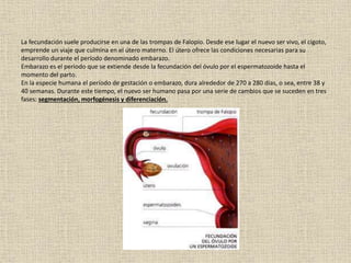 La fecundación suele producirse en una de las trompas de Falopio. Desde ese lugar el nuevo ser vivo, el cigoto,
emprende un viaje que culmina en el útero materno. El útero ofrece las condiciones necesarias para su
desarrollo durante el período denominado embarazo.
Embarazo es el periodo que se extiende desde la fecundación del óvulo por el espermatozoide hasta el
momento del parto.
En la especie humana el período de gestación o embarazo, dura alrededor de 270 a 280 días, o sea, entre 38 y
40 semanas. Durante este tiempo, el nuevo ser humano pasa por una serie de cambios que se suceden en tres
fases: segmentación, morfogénesis y diferenciación.
 