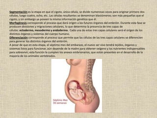 Segmentación es la etapa en que el cigoto, única célula, se divide numerosas veces para originar primero dos
células, luego cuatro, ocho, etc. Las células resultantes se denominan blastómeros; son más pequeñas que el
cigoto, y sin embargo ya poseen la misma información genética que él.
Morfogénesis corresponde al proceso que dará origen a los futuros órganos del embrión. Durante esta fase se
producen divisiones y migraciones celulares, lo que determina la presencia de tres capas de
células: ectodermo, mesodermo y endodermo. Cada una de estas tres capas celulares será el origen de los
distintos órganos y sistemas del cuerpo humano.
Diferenciación corresponde al proceso que permite que las células de las tres capas celulares se diferencien
para generar los distintos órganos del embrión.
A pesar de que en esta etapa, el séptimo mes del embarazo, el nuevo ser vivo tendrá tejidos, órganos y
sistemas listos para funcionar, aún depende de la madre para obtener oxígeno y los nutrientes indispensables
para sobrevivir; esta función la cumplen los anexos embrionarios, que están presentes en el desarrollo de la
mayoría de los animales vertebrados.
 