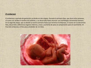 El embarazo
El embarazo o período de gestación se divide en dos etapas. Durante la primera fase, que dura ocho semanas,
el nuevo ser recibe el nombre de embrión, y se desarrolla hasta alcanzar una morfología claramente humana.
En la segunda etapa, que va desde la novena semana hasta que termina el embarazo, el nuevo ser se denomina
feto, desarrolla y diferencia órganos internos, crece y aumenta de peso en preparación para el nacimiento. Al
final del embarazo, el feto pesa alrededor de 3,5 kilos.
 