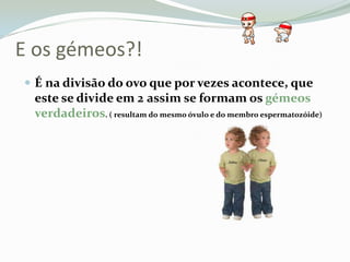 E os gémeos?!É na divisão do ovo que por vezes acontece, que este se divide em 2assim se formam os gémeos verdadeiros. ( resultam do mesmo óvulo e do membro espermatozóide)