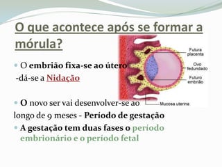 O que acontece após se formar a mórula?O embrião fixa-se ao útero -dá-se a NidaçãoO novo ser vai desenvolver-se ao longo de 9 meses -Período de gestaçãoA gestação tem duas fases o período embrionário e o período fetal