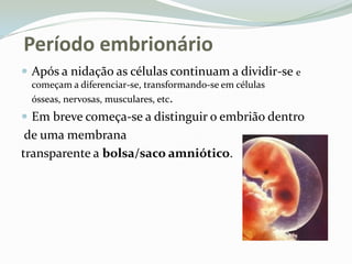 Período embrionárioApós a nidação as células continuam a dividir-se e começam a diferenciar-se, transformando-se em células ósseas, nervosas, musculares, etc. Em breve começa-se a distinguir o embrião dentrode uma membrana transparente abolsa/saco amniótico.