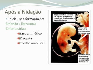 Após a NidaçãoInicia - se a formação de:Embrião e Estruturas Embrionárias:Saco amnióticoPlacentaCordão umbilical