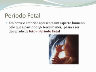 Período FetalEm breve o embrião apresenta um aspecto humano pelo que a partir do 3º- terceiro mês,  passa a ser designado de feto - Período Fetal