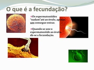  O que é a fecundação?Os espermatozóides “nadam”até ao óvulo, apenas um consegue entrar.Quando se une o espermatozóide ao óvulo, dá-se a fecundação.
