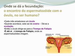 Onde se dá a fecundação: o encontro do espermatozóide com o óvulo, no ser humano?
