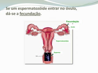 Se um espermatozóide entrar no óvulo,dá-se a fecundação.