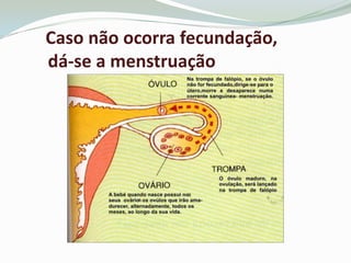 E se não ocorrer a fecundação…?Caso não ocorra fecundação,dá-se a menstruação