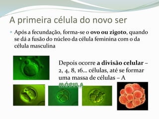 A primeira célula do novo serApós a fecundação, forma-se o ovo ou zigoto, quando se dá a fusão do núcleo da célula feminina com o da célula masculinaDepois ocorre a divisão celular – 2, 4, 8, 16… células, até se formar uma massa de células – Amórula