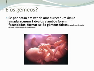 !E os gémeos?Se por acaso em vez de amadurecer um óvulo amadurecerem 2 óvulose ambos forem fecundados, formar-se-ão gémeos falsos ( resultam de dois óvulos e dois espermatozóides)