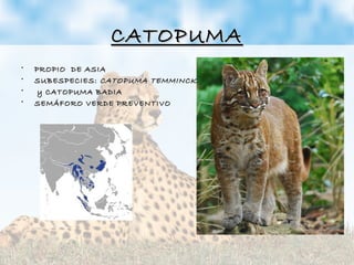 CATOPUMACATOPUMA
• PROPIO DE ASIAPROPIO DE ASIA
• SUBESPECIES:SUBESPECIES: CATOPUMA TEMMINCKIICATOPUMA TEMMINCKII
• y CATOPUMA BADIAy CATOPUMA BADIA
• SEMÁFORO VERDE PREVENTIVOSEMÁFORO VERDE PREVENTIVO
 