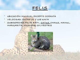 FELISFELIS
• UBICACIÓN MUNDIAL EXCEPTO OCEANÍAUBICACIÓN MUNDIAL EXCEPTO OCEANÍA
• VELOCIDAD: ENTRE 50 Y 108 KM/HVELOCIDAD: ENTRE 50 Y 108 KM/H
• SUBESPECIES:FELIS BIETI,SUBESPECIES:FELIS BIETI, CATUS,CATUS, CHAUS, MANUL,CHAUS, MANUL,
MARGARITA, NIGRIPES, SILVESTRISMARGARITA, NIGRIPES, SILVESTRIS
 