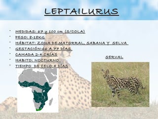 LEPTAILURUSLEPTAILURUS
• MEDIDAS: 67 y 100 cm (S/COLA)MEDIDAS: 67 y 100 cm (S/COLA)
• PESO: 8-18KGPESO: 8-18KG
• HÁBITAT: ZONA DE MATORRAL, SABANA Y SELVAHÁBITAT: ZONA DE MATORRAL, SABANA Y SELVA
• GESTACIÓN:66 A 77 DÍASGESTACIÓN:66 A 77 DÍAS
• CAMADA 2-4 CRÍASCAMADA 2-4 CRÍAS
• HABITO: NOCTURNOHABITO: NOCTURNO
• TIEMPO DE CELO:4 DÍASTIEMPO DE CELO:4 DÍAS
SERVALSERVAL
 
