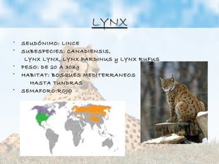LYNXLYNX
• SEUDÓNIMO: LINCESEUDÓNIMO: LINCE
• SUBESPECIES: CANADIENSIS,SUBESPECIES: CANADIENSIS,
LYNX LYNX, LYNX PARDINUS y LYNX RUFUSLYNX LYNX, LYNX PARDINUS y LYNX RUFUS
• PESO: DE 20 A 30kgPESO: DE 20 A 30kg
• HABITAT: BOSQUES MEDITERRANEOSHABITAT: BOSQUES MEDITERRANEOS
HASTA TUNDRASHASTA TUNDRAS
• SEMAFORO:ROJOSEMAFORO:ROJO
 