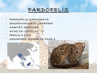 PARDOFELISPARDOFELIS
• PARDOFELIS MARMORATAPARDOFELIS MARMORATA
• SEUDÓNIMO:GATO JASPEADOSEUDÓNIMO:GATO JASPEADO
• HABITAT: BOSCOSOHABITAT: BOSCOSO
• 45-62 CM (S/COLA)45-62 CM (S/COLA)
• PESO:2 A 5 KGPESO:2 A 5 KG
• SEMAFORO: AMARILLO FASE 2SEMAFORO: AMARILLO FASE 2
 