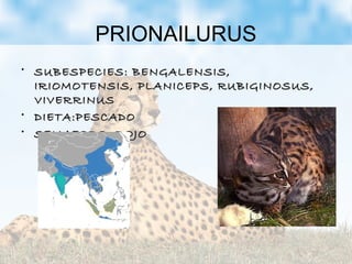 PRIONAILURUS
• SUBESPECIES: BENGALENSIS,SUBESPECIES: BENGALENSIS,
IRIOMOTENSIS, PLANICEPS, RUBIGINOSUS,IRIOMOTENSIS, PLANICEPS, RUBIGINOSUS,
VIVERRINUSVIVERRINUS
• DIETA:PESCADODIETA:PESCADO
• SEMAFORO: ROJOSEMAFORO: ROJO
 