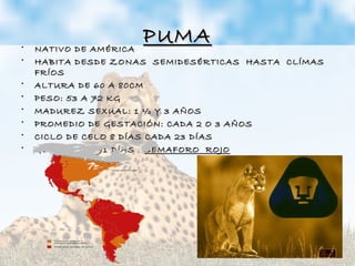 PUMAPUMA• NATIVO DE AMÉRICANATIVO DE AMÉRICA
• HABITA DESDE ZONAS SEMIDESÉRTICAS HASTA CLÍMASHABITA DESDE ZONAS SEMIDESÉRTICAS HASTA CLÍMAS
FRÍOSFRÍOS
• ALTURA DE 60 A 80CMALTURA DE 60 A 80CM
• PESO: 53 A 72 KGPESO: 53 A 72 KG
• MADUREZ SEXUAL: 1 ½ Y 3 AÑOSMADUREZ SEXUAL: 1 ½ Y 3 AÑOS
• PROMEDIO DE GESTACIÓN: CADA 2 O 3 AÑOSPROMEDIO DE GESTACIÓN: CADA 2 O 3 AÑOS
• CICLO DE CELO 8 DÍAS CADA 23 DÍASCICLO DE CELO 8 DÍAS CADA 23 DÍAS
• GESTACIÓN: 91 DÍASGESTACIÓN: 91 DÍAS SEMAFORO ROJOSEMAFORO ROJO
 