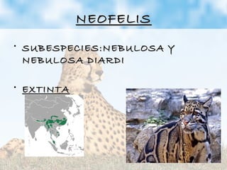 NEOFELISNEOFELIS
• SUBESPECIES:NEBULOSA YSUBESPECIES:NEBULOSA Y
NEBULOSA DIARDINEBULOSA DIARDI
• EXTINTAEXTINTA
 