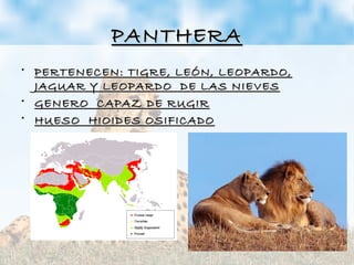 PANTHERAPANTHERA
• PERTENECEN: TIGRE, LEÓN, LEOPARDO,PERTENECEN: TIGRE, LEÓN, LEOPARDO,
JAGUAR Y LEOPARDO DE LAS NIEVESJAGUAR Y LEOPARDO DE LAS NIEVES
• GENERO CAPAZ DE RUGIRGENERO CAPAZ DE RUGIR
• HUESO HIOIDES OSIFICADOHUESO HIOIDES OSIFICADO
 