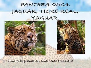 PANTERA ONCA.PANTERA ONCA.
JAGUAR, TIGRE REAL,JAGUAR, TIGRE REAL,
YAGUARYAGUAR.
Felino más grande del continente americanoFelino más grande del continente americano
 