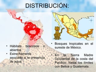 DISTRIBUCIÓN:
• Bosques tropicales en el
sureste de México.
• En la Sierra Madre
Occidental de la costa del
Pacífico, hasta los límites
con Belice y Guatemala.
• Hábitats boscosos o
abiertos
• Estrechamente
asociado a la presencia
de agua
 