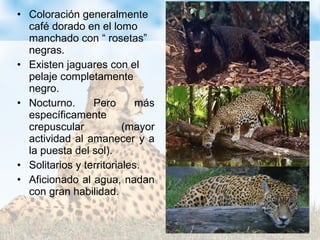 • Coloración generalmente
café dorado en el lomo
manchado con “ rosetas”
negras.
• Existen jaguares con el
pelaje completamente
negro.
• Nocturno. Pero más
específicamente
crepuscular (mayor
actividad al amanecer y a
la puesta del sol).
• Solitarios y territoriales.
• Aficionado al agua, nadan
con gran habilidad.
 