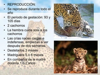 • REPRODUCCIÓN:
• Se reproduce durante todo el
año
• El periodo de gestación: 93 y
105 días
• 2 cachorros
• La hembra cuida sola a los
cachorros
• Las crías nacen ciegas e
indefensas, empiezan a ver
después de dos semanas.
• Destetados 3 meses
• Madriguera 5 o 6 meses
• En compañía de la madre
durante 1 o 2 años
 