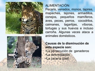 ALIMENTACIÓN:
Pecaris, venados, monos, tapires,
mapaches, tejones, armadillos,
conejos, pequeños mamíferos,
aves, peces, perros, cocodrilos,
caimanes, lagartijas, víboras,
tortugas y sus huevos e incluso
carroña. Algunas veces ataca a
animales domésticos.
Causas de la disminución de
esta especie son:
•La persecución de ganaderos
•La deforestación
•La cacería (piel)
 