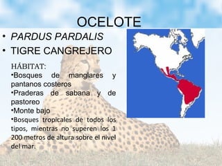 OCELOTE
• PARDUS PARDALIS
• TIGRE CANGREJERO
HÁBITAT:
•Bosques de manglares y
pantanos costeros
•Praderas de sabana y de
pastoreo
•Monte bajo
•Bosques tropicales de todos los
tipos, mientras no superen los 1
200 metros de altura sobre el nivel
del mar.
 