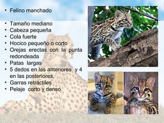 • Felino manchado
• Tamaño mediano
• Cabeza pequeña
• Cola fuerte
• Hocico pequeño o corto
• Orejas erectas con la punta
redondeada
• Patas largas
• 5 dedos en las anteriores y 4
en las posteriores,
• Garras retráctiles
• Pelaje corto y denso
 