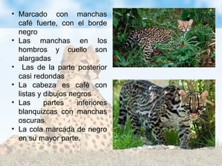 • Marcado con manchas
café fuerte, con el borde
negro
• Las manchas en los
hombros y cuello son
alargadas
• Las de la parte posterior
casi redondas
• La cabeza es café con
listas y dibujos negros
• Las partes inferiores
blanquizcas con manchas
oscuras
• La cola marcada de negro
en su mayor parte.
 