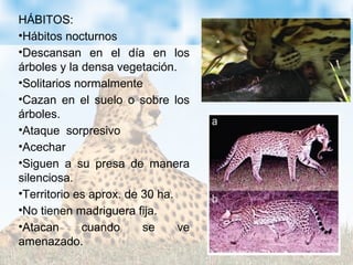 HÁBITOS:
•Hábitos nocturnos
•Descansan en el día en los
árboles y la densa vegetación.
•Solitarios normalmente
•Cazan en el suelo o sobre los
árboles.
•Ataque sorpresivo
•Acechar
•Siguen a su presa de manera
silenciosa.
•Territorio es aprox. de 30 ha.
•No tienen madriguera fija.
•Atacan cuando se ve
amenazado.
 