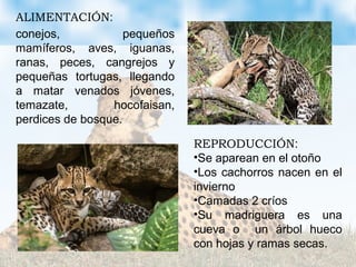ALIMENTACIÓN:
conejos, pequeños
mamíferos, aves, iguanas,
ranas, peces, cangrejos y
pequeñas tortugas, llegando
a matar venados jóvenes,
temazate, hocofaisan,
perdices de bosque.
REPRODUCCIÓN:
•Se aparean en el otoño
•Los cachorros nacen en el
invierno
•Camadas 2 críos
•Su madriguera es una
cueva o un árbol hueco
con hojas y ramas secas.
 